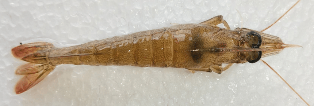 Figure 2. BLAST analysis of prawn sample 1 DNA sequence showing alignment results against the NCBI GenBank database, indicating closest matches to Metapenaeus species (sample 1).