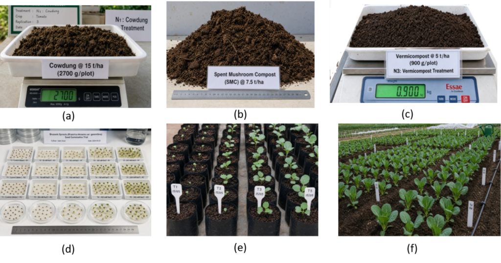 Figure 2. Different organic nutrient sources (a) N₁ = cow-dung @15 t ha⁻¹, (b) N₂-spent mushroom compost (SMC) @7.5 t ha⁻¹, and (C) N₃-vermi-compost @ 5 t ha⁻¹ and different process of (d) germination test, (e) Seedlings growing in polybag and (f) Seedlings transplanted in the experimental field.