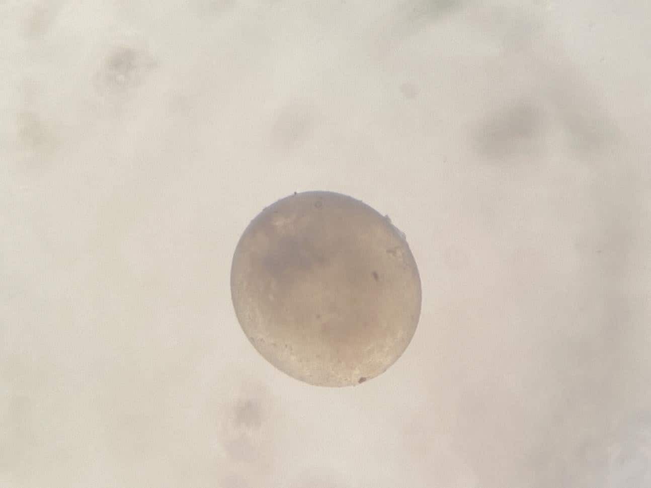 Induced breeding and embryonic development of Ikan Pipi Merah <em>Systomus rubripinnis</em> (Valenciennes, 1842) 2 Figure 2. Representative microscopic features of the zygote period of Systomus rubripinnis