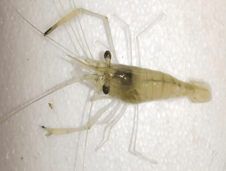 Molecular assessment of decapod crustacean diversity in Curtin Lakes, Miri, Sarawak, Malaysia 3 Figure 3. BLAST alignment results of prawn sample 2 DNA sequence against the NCBI GenBank database showing highest similarity to Macrobrachium idea (sample 2).