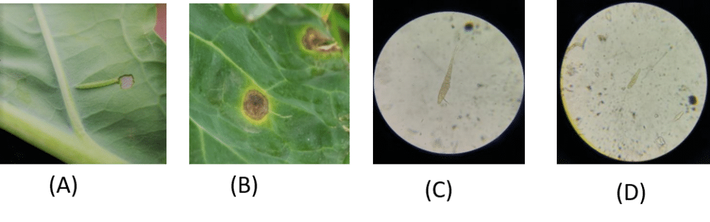 Figure 3. Pictorial presentation of pest and disease found in the experimental field, (a) feeding of Diamondback caterpillar, (b) An infected leaf by Alternaria leaf spot, (c) Microscopic view of Alternaria brassicae and (d) Alternaria brassicicola.