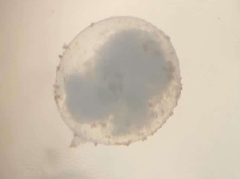 Induced breeding and embryonic development of Ikan Pipi Merah <em>Systomus rubripinnis</em> (Valenciennes, 1842) 3 Figure 3. Representative microscopic features of the cleavage period of Systomus rubripinnis