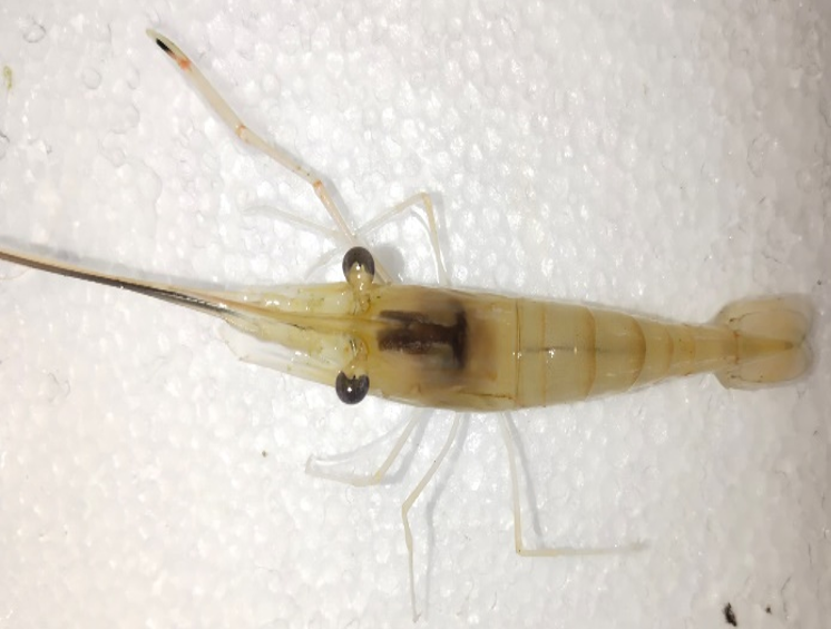 Molecular assessment of decapod crustacean diversity in Curtin Lakes, Miri, Sarawak, Malaysia 4 Figure 4. BLAST alignment results of prawn sample 3 DNA sequence against the NCBI GenBank database indicating genus-level identification within Macrobrachium (sample 3).