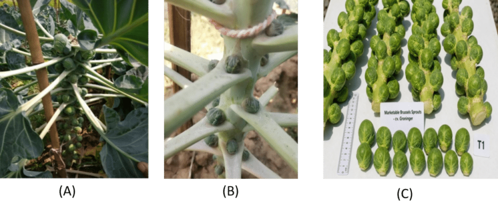 Figure 4. The sprout bearing in the plants (A, B) and sprouts collected for taking data.