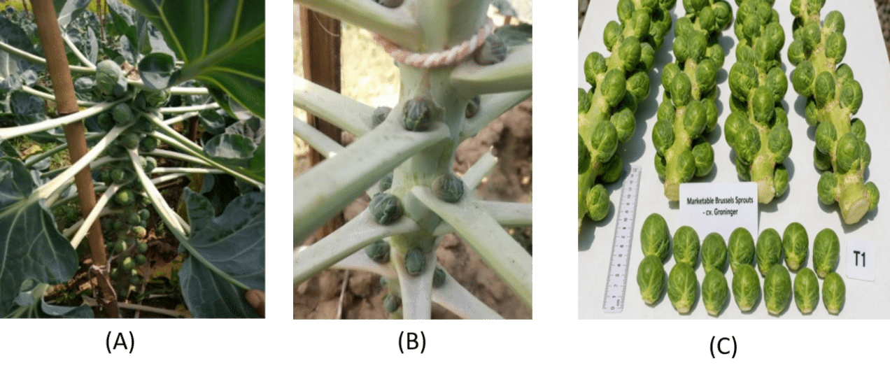 Vermicompost and early-season transplanting improve yield and profitability of Brussels sprouts (<em>Brassica oleracea</em> var. <em>gemmifera</em>) in subtropical Bangladesh 4 Figure 4. The sprout bearing in the plants (A, B) and sprouts collected for taking data.