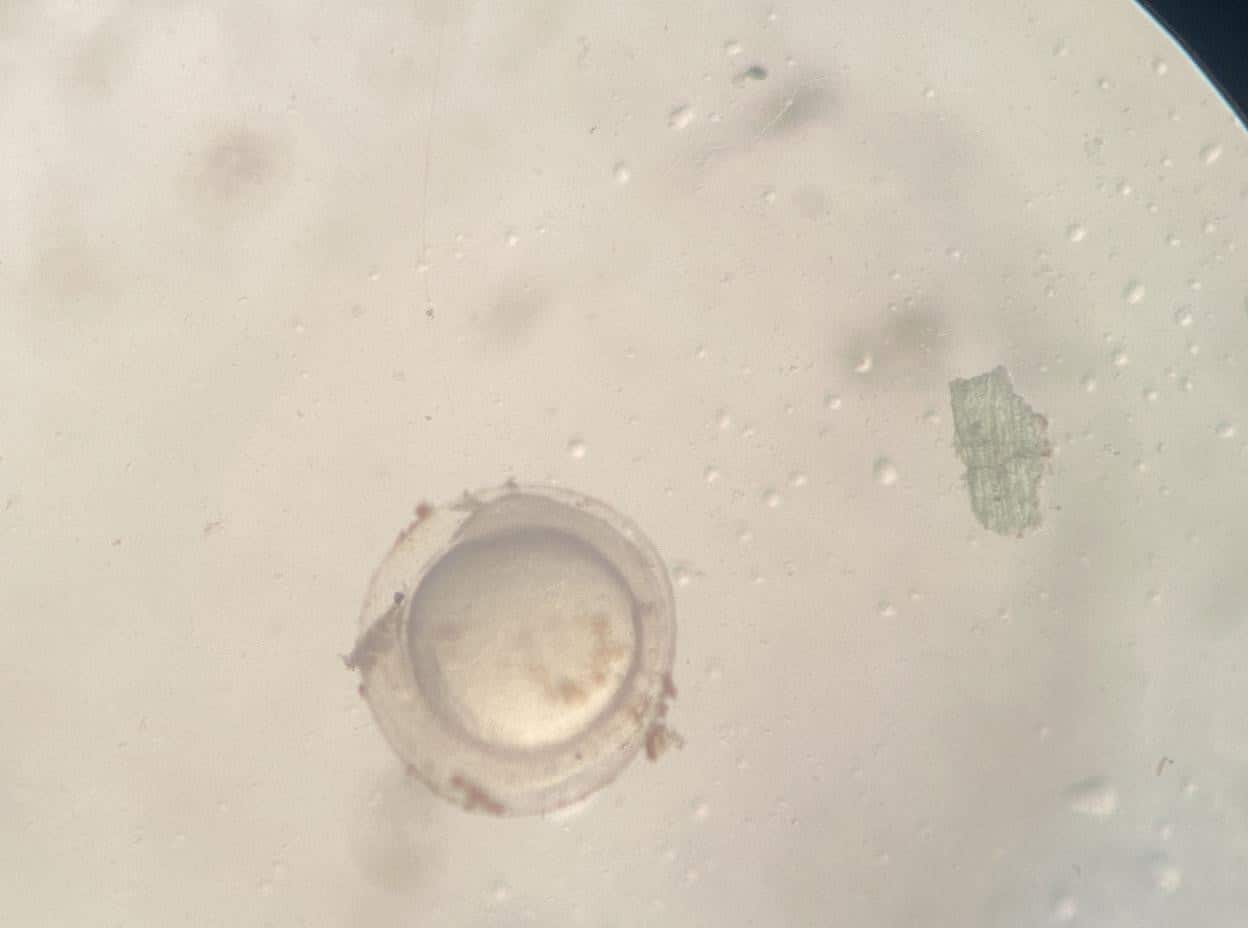 Induced breeding and embryonic development of Ikan Pipi Merah <em>Systomus rubripinnis</em> (Valenciennes, 1842) 1 Induced Breeding