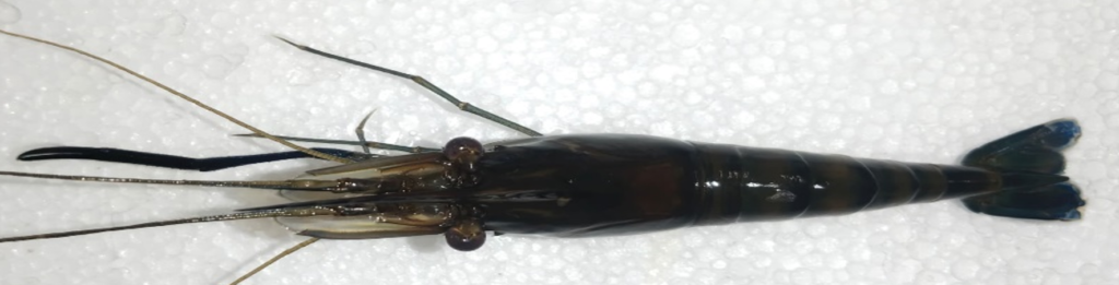 Figure 5. BLAST alignment results of Prawn Sample 4 DNA sequence against the NCBI GenBank database showing a 100% identity match with Macrobrachium rosenbergii (sample 4).