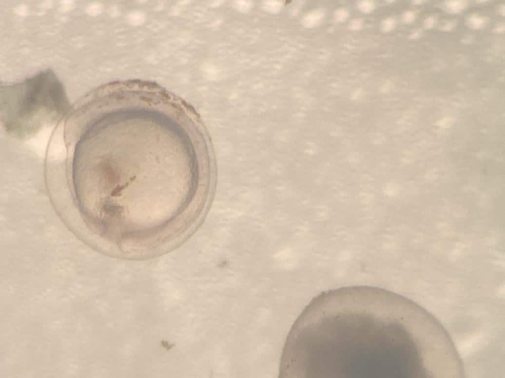 Induced breeding and embryonic development of Ikan Pipi Merah <em>Systomus rubripinnis</em> (Valenciennes, 1842) 5 Figure 5. Representative microscopic features of the gastrula period of Systomus rubripinnis
