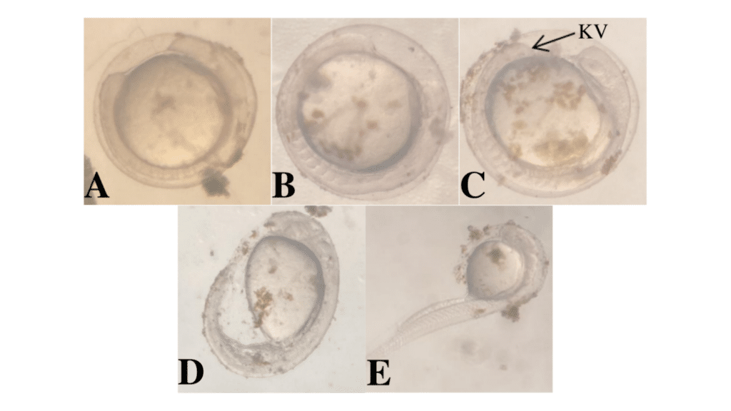 Figure 6. Representative developmental stages during segmentation of Systomus rubripinnis.