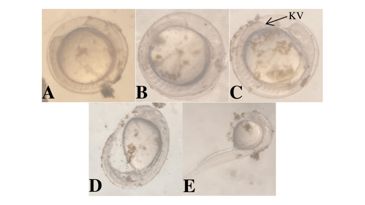 Induced breeding and embryonic development of Ikan Pipi Merah <em>Systomus rubripinnis</em> (Valenciennes, 1842) 6 Figure 6. Representative developmental stages during segmentation of Systomus rubripinnis.