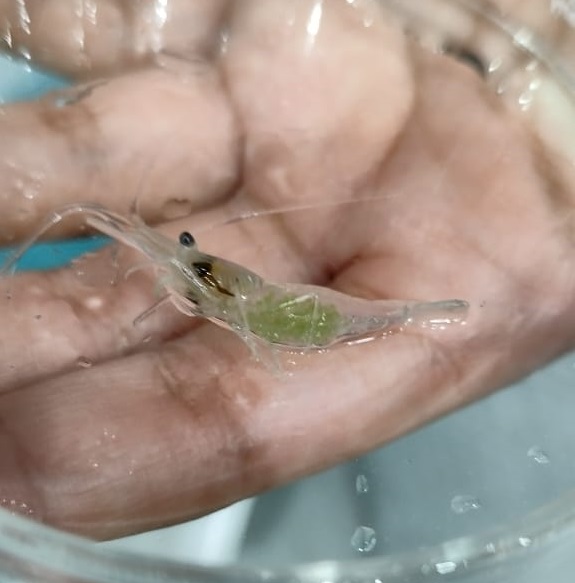Molecular assessment of decapod crustacean diversity in Curtin Lakes, Miri, Sarawak, Malaysia 6 Figure 6. BLAST alignment results of prawn sample 5 DNA sequence against the NCBI GenBank database showing high similarity to Macrobrachium lanchesteri (sample 5).