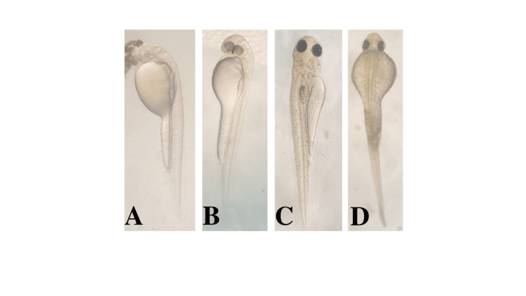 Early larval development of Systomus rubripinnis following hatching.