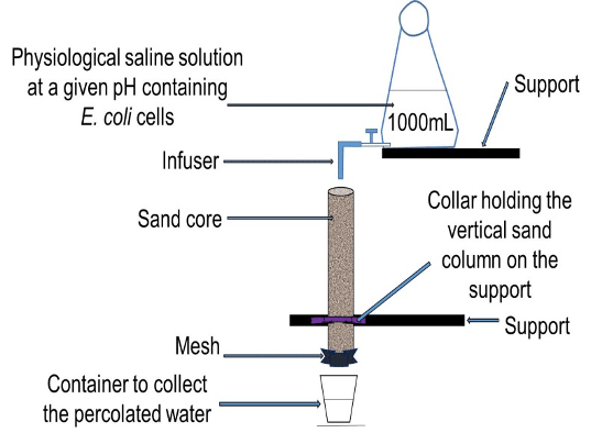 Potential role of water-percolates pH and sand size on the transfer/ retention of <i>Escherichia coli</i> cells through sandy soil 11 f2 1