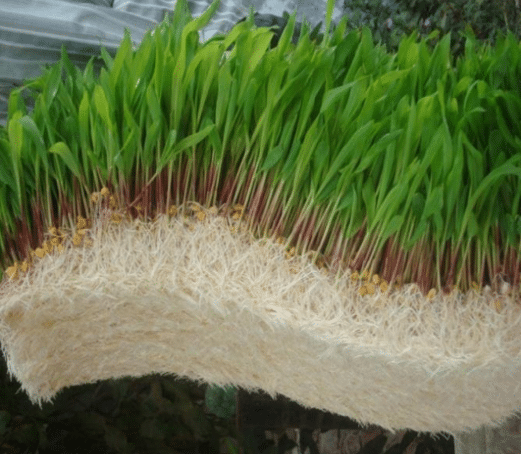 Hydroponic fodder: A sustainable solution for enhancing livestock nutrition and productivity 14 fig1 5