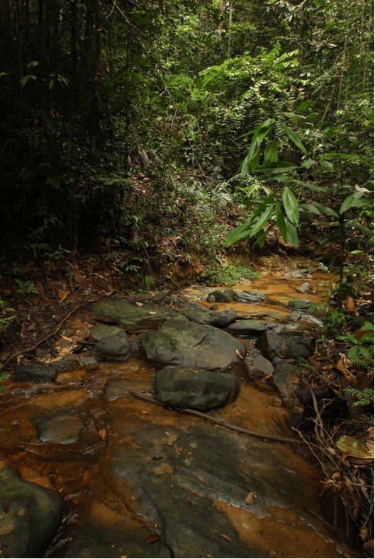 A checklist of freshwater fish species within the riverine system of Universiti Putra Malaysia Bintulu Campus (UPMKB) in Bornean Sarawak, Malaysia 21 fig2 4