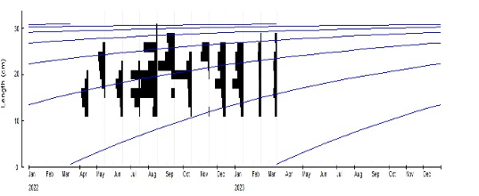 Population parameters and the stock status in <i>Sardinella maderensis</i> (Lowe, 1838) in the coastal waters of Côte d’Ivoire (West Africa) 11 fig3 2